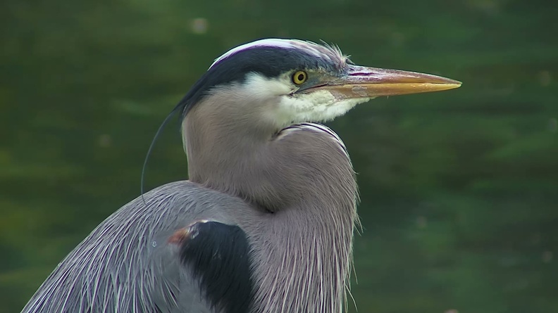 Great Blue Heron (Ardea herodias) 2